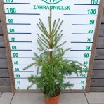 Smrek obyčajný (Picea abies) - výška 80-100 cm, kont. C5L